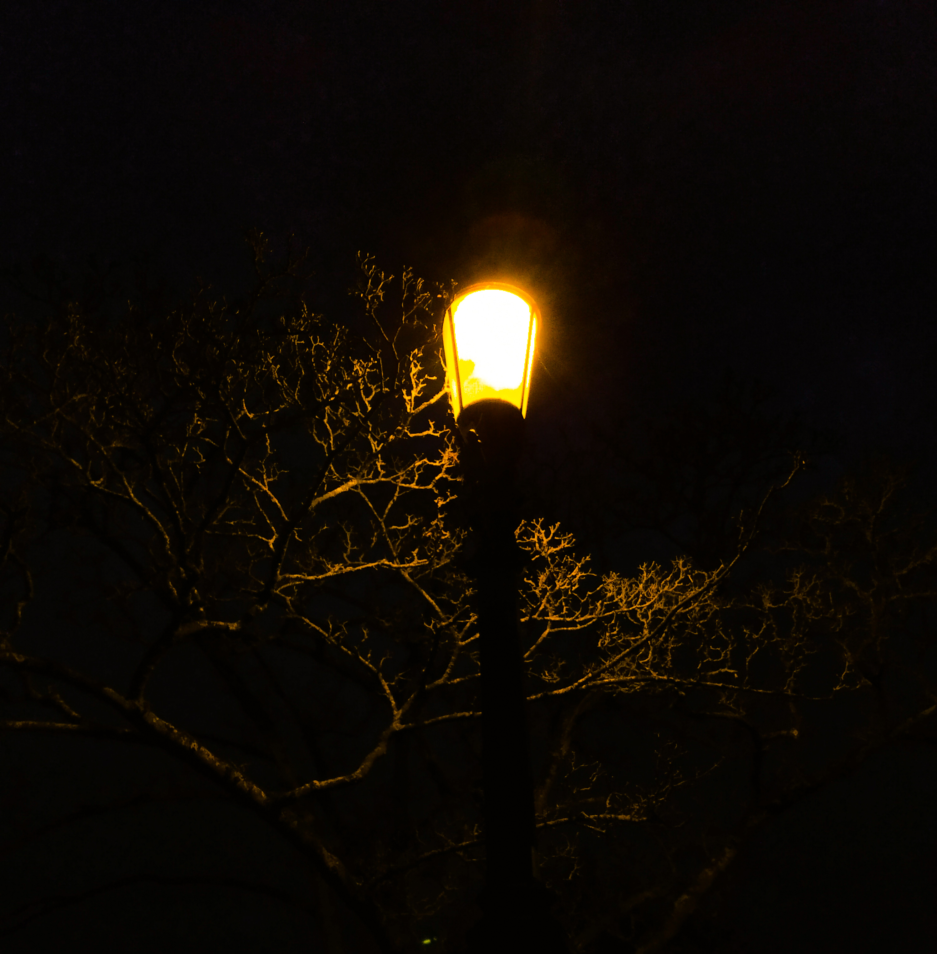 lamp stand lights on with winter tree