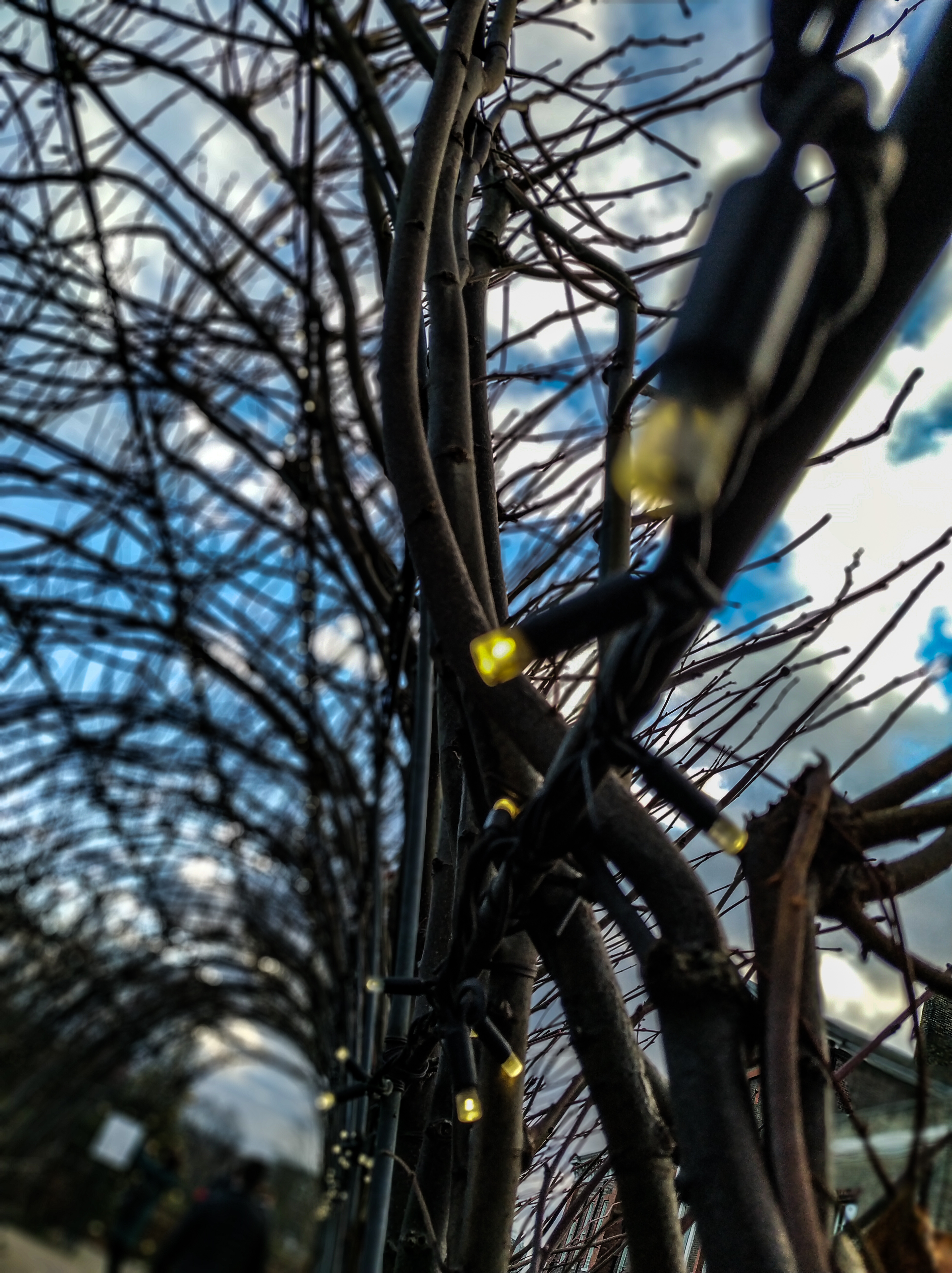 winter lights in Hyde Park, London