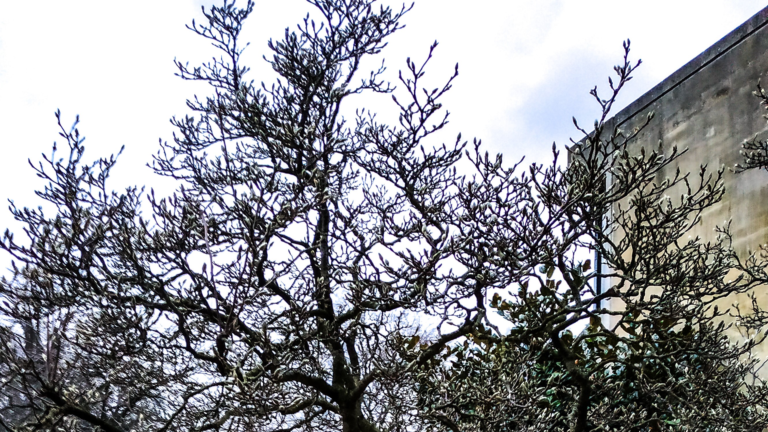 magnolia tree about to bloom in Oxford