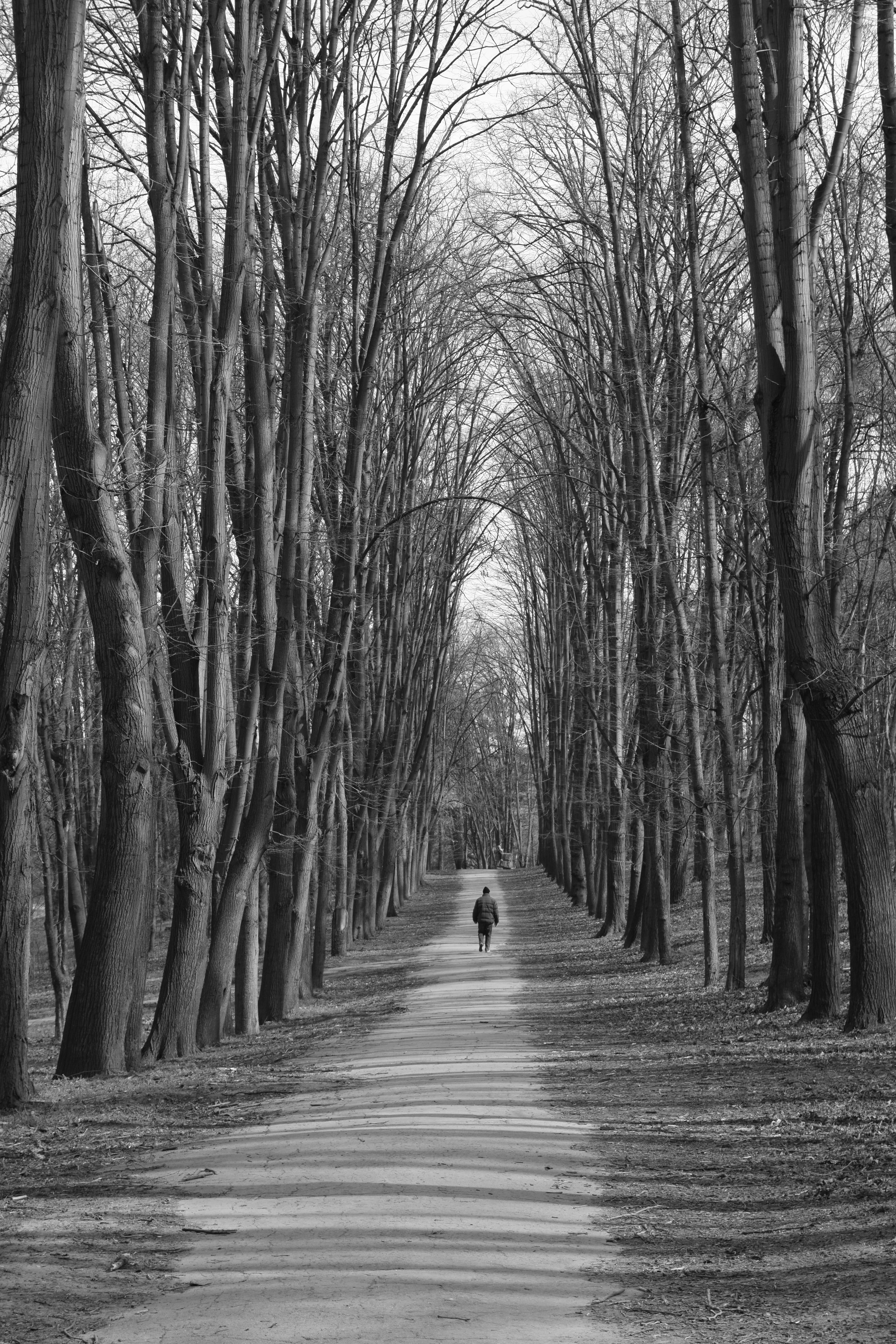 single man walking in the park Black&White