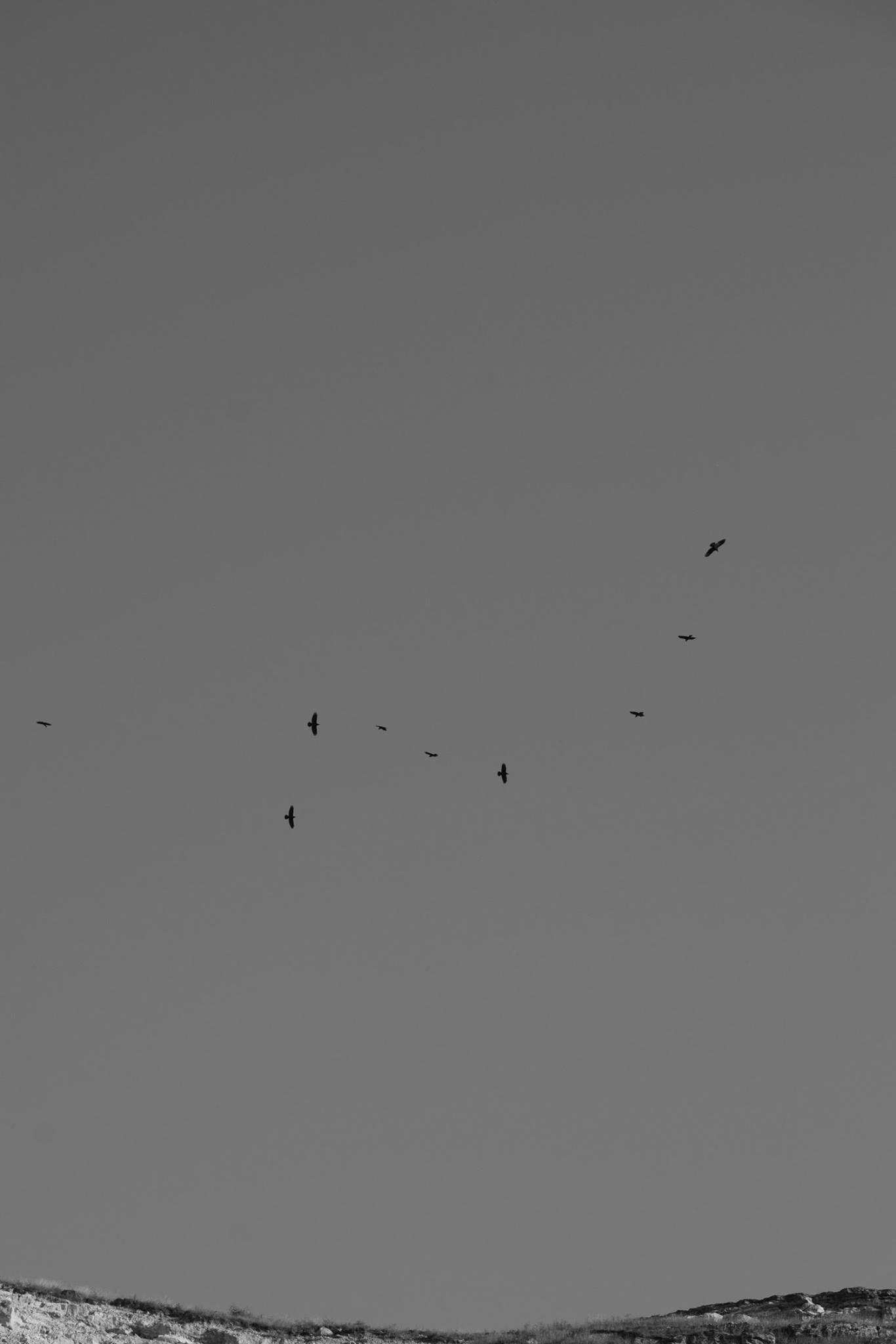 Black&White birds flying in the clear sky