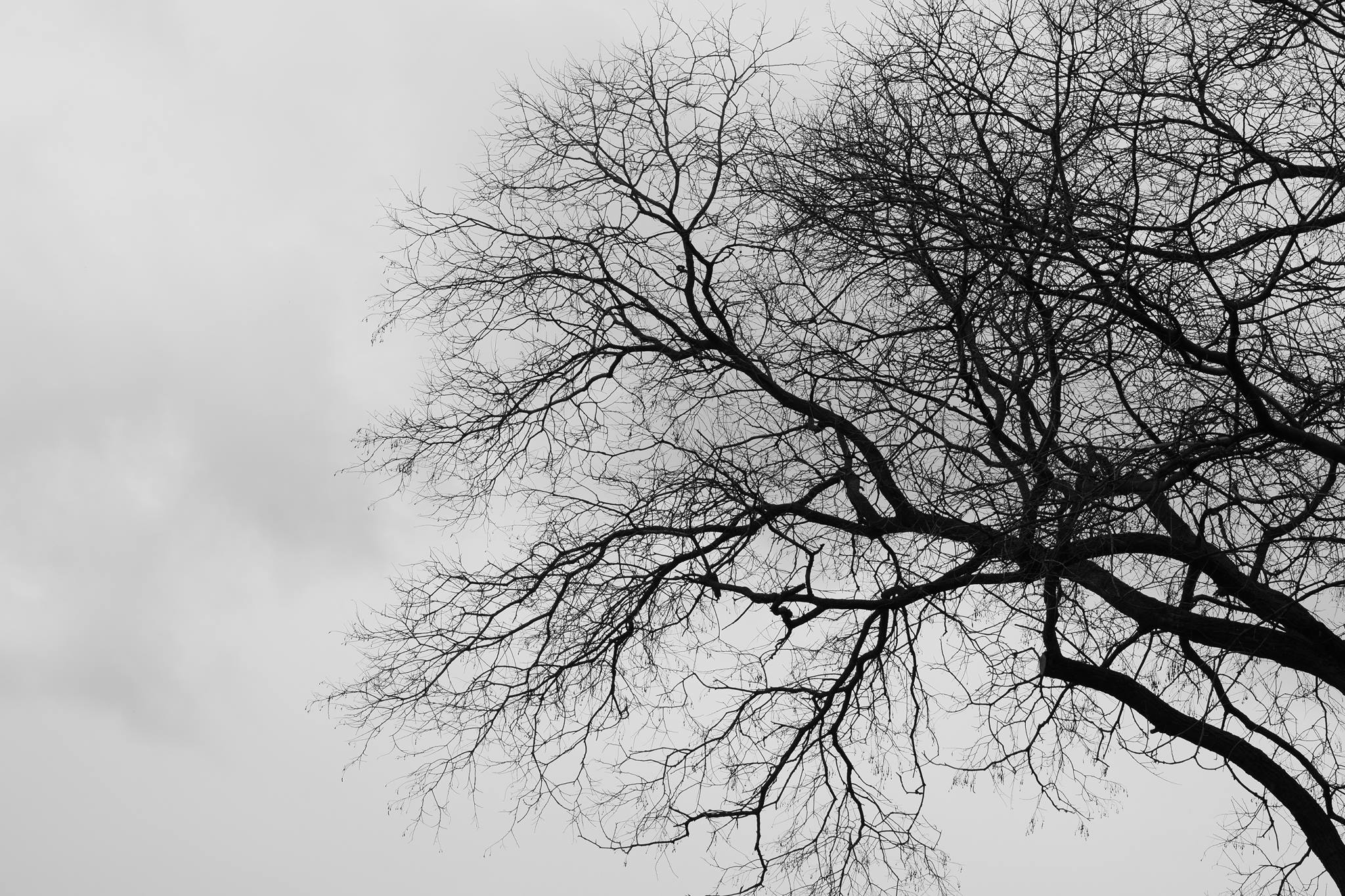 Black&White winter tree